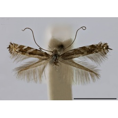 /filer/webapps/moths_gc/media/images/Q/quadristrigella_Parectopa_HT_1407684_BMNH.jpg