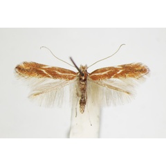 /filer/webapps/moths_gc/media/images/C/corylifoliella_betulae_Phyllonorycter_A_ZSM_4.jpg