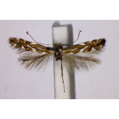 /filer/webapps/moths_gc/media/images/B/blancardella_Phyllonorycter_NT_BMNH.jpg