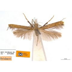/filer/webapps/moths_gc/media/images/E/eurycnema_Caloptilia_ST2_ANIC.jpg