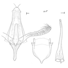 /filer/webapps/moths_gc/media/images/C/cretaceella_Cameraria_GM_Eiseman-et-Davis_2020_209.jpg