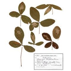 /filer/webapps/moths_gc/media/images/D/desmodiella_Liocrobyla_hostplant1_ANIC.jpg