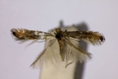 Phyllonorycter aeriferella