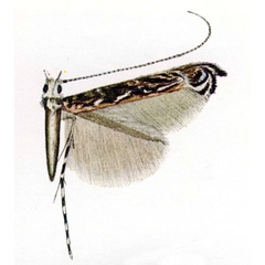 /filer/webapps/moths_gc/media/images/C/conflua_Stomphastis_HT_Vari_1961_Pl9-2.jpg