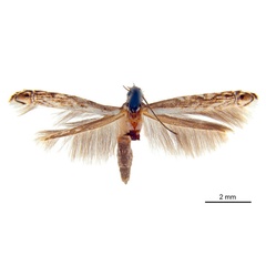/filer/webapps/moths_gc/media/images/A/acrobaphes_Epicephala_AF_ANIC.jpg