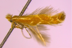 Phyllonorycter solani