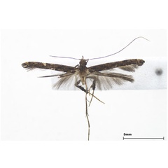 /filer/webapps/moths_gc/media/images/S/syrphetias_Caloptilia_female_Lee-et-Jeun_2022.jpg