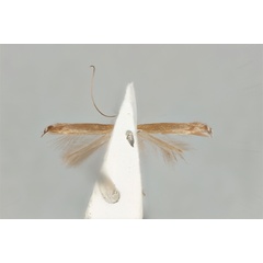 /filer/webapps/moths_gc/media/images/A/australis_Ornica_LT_ANIC31-087228_ventral.jpg