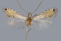 Phyllocnistis xylopiella