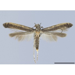 /filer/webapps/moths_gc/media/images/G/galacotra_Caloptilia_HT_MHNG.jpg