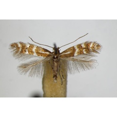 /filer/webapps/moths_gc/media/images/F/fraxinella_Phyllonorycter_A_ZSM_2.jpg