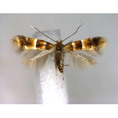 /filer/webapps/moths_gc/media/images/G/gigas_Phyllonorycter_A_EIHU.jpg