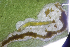 Philodoria kolea