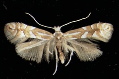 Phyllonorycter cavella