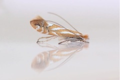 Phyllonorycter ulicicolella