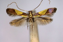Caloptilia chrysolampra