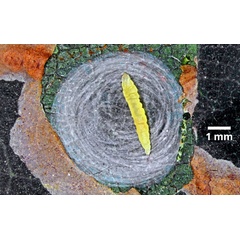 /filer/webapps/moths_gc/media/images/H/hyperpersea_Phyllocnistis_cocoon_Lomeli-etal_2026_1.jpg