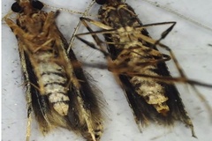 Conopomorpha sinensis