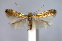 Phyllonorycter quercifoliella