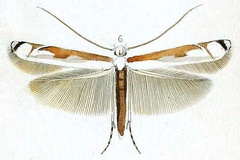 Eteoryctis gemoniella