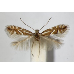 /filer/webapps/moths_gc/media/images/S/sorbi_Phyllonorycter_A_ZSM_2.jpg