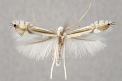Phyllocnistis ramulicola