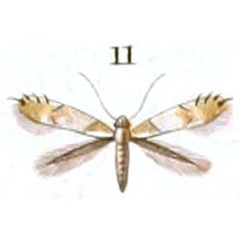 /filer/webapps/moths_gc/media/images/R/roborifoliella_Elachista_HT_Duponchel_78-11.jpg