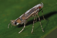 Amblyptila cynanchi