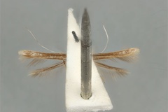 Cuphodes maculosa