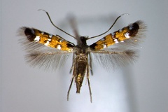 Porphyrosela aglaozona