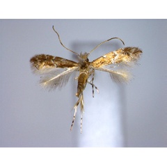 /filer/webapps/moths_gc/media/images/C/conista_Phyllonorycter_A_EIHU.jpg