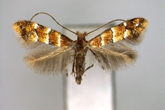 Phyllonorycter lonicerae