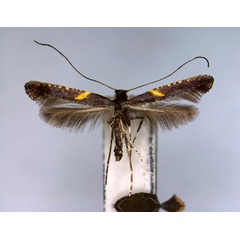 /filer/webapps/moths_gc/media/images/S/semifasciella_Caloptilia_PT_EIHU.jpg