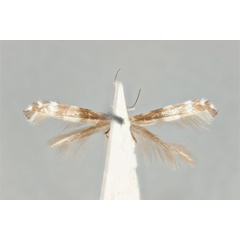 /filer/webapps/moths_gc/media/images/A/antimima_Acrocercops_ST_ANIC31-087273_ventral.jpg