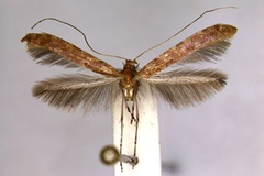 Caloptilia agrifoliella