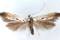 Ornixola caudulatella