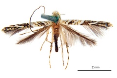 Cuphodes holoteles