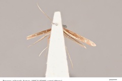 Macarostola miltopepla