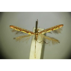 /filer/webapps/moths_gc/media/images/T/thiasodes_Macarostola_HT_BMNH(E)-1055275.jpg