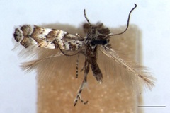 Triberta helianthemella