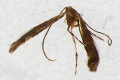 Phyllonorycter iriphanes