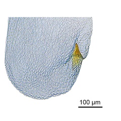 /filer/webapps/moths_gc/media/images/C/cairna_Diphtheroptila_PT_GF_signum_NULT023277_ANIC.jpg