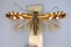 Phyllonorycter junoniella