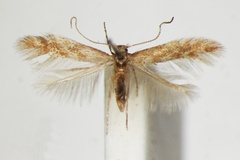 Phyllonorycter foliolosi