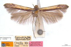 Caloptilia zophonota