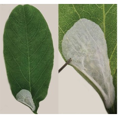 /filer/webapps/moths_gc/media/images/R/robiniella_Macrosaccus_mine-type2_Kirichenko-etal_2025b_7.jpg