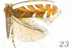 Macrosaccus robiniella