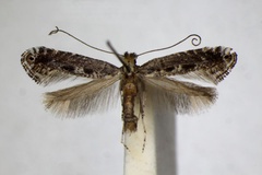 Parornix torquillella