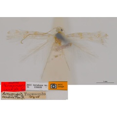 /filer/webapps/moths_gc/media/images/C/candida_Acrocercops_HT_ANIC.jpg