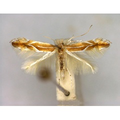 /filer/webapps/moths_gc/media/images/S/suberifoliella_Phyllonorycter_A_EIHU.jpg